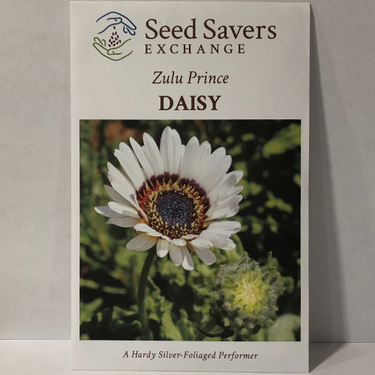 Zulu Prince Daisy Flower